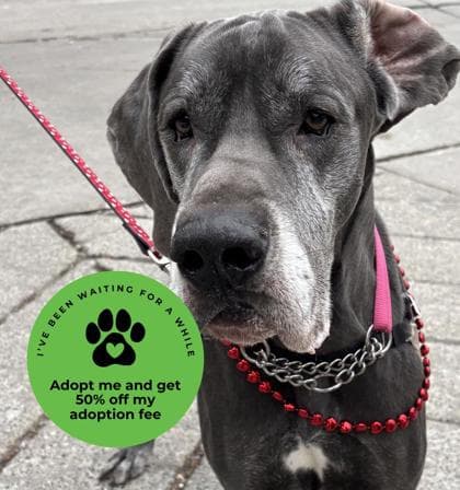 Jazz - Mixed Breed, Large (over 44 lbs fully grown),Mix available for adoption in Calgary