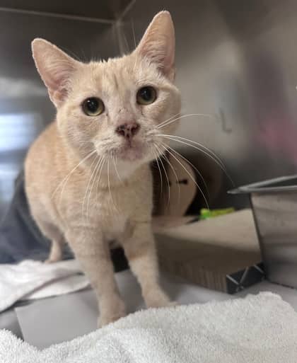 Bubba - Domestic Shorthair,Mix cat available for adoption in Ontario