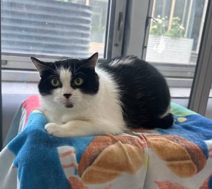 Luna - Domestic Shorthair,Mix available for adoption