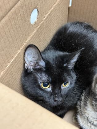Raven - Domestic Shorthair,Mix cat available for adoption at Toronto Humane Society in Toronto
