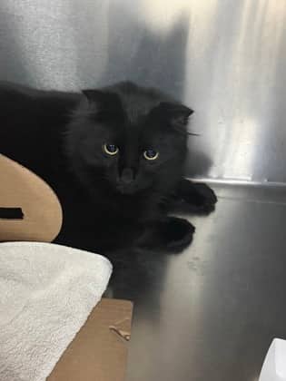 Chip - Domestic Medium Hair,Mix cat available for adoption at Toronto Humane Society in Toronto