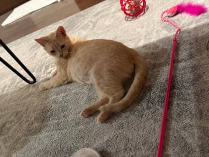 Bubba - Domestic Shorthair,Mix available for adoption