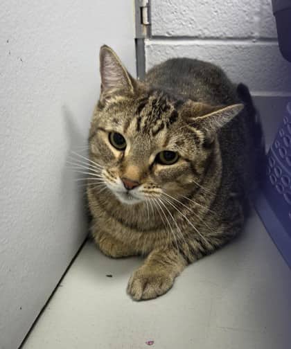 Max - Domestic Shorthair,Mix cat available for adoption at Toronto Humane Society in Toronto