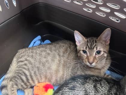 Pichu - Domestic Shorthair,Mix available for adoption