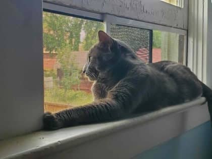 Machaan - Domestic Shorthair,Mix cat available for adoption at Toronto Humane Society in Toronto