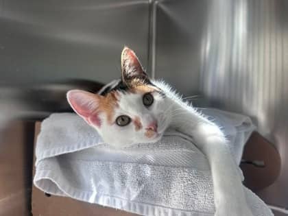 Bebe - Domestic Shorthair,Mix cat available for adoption at Toronto Humane Society in Toronto