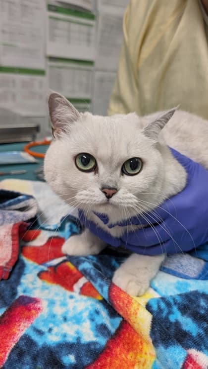 Lana - Domestic Shorthair,Mix cat available for adoption at Toronto Humane Society in Toronto