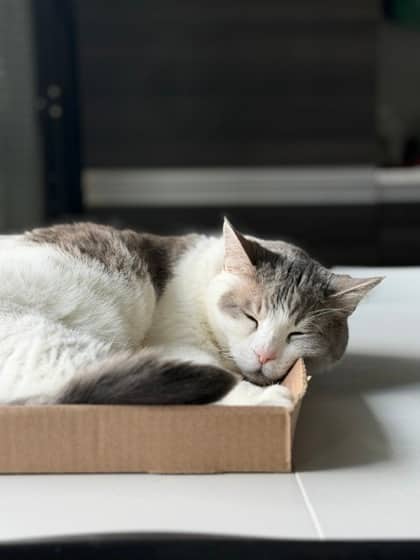 Rocco - Domestic Shorthair,Mix available for adoption