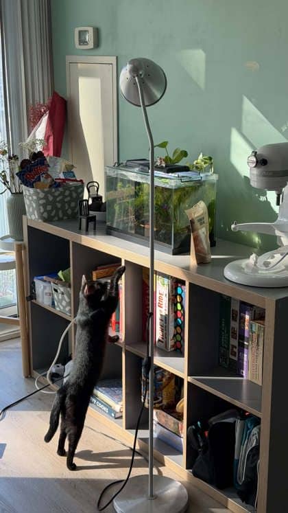 Gaba - Domestic Medium Hair,Mix cat available for adoption in Ontario