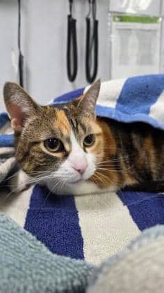 Khaleesi - Domestic Shorthair,Mix available for adoption
