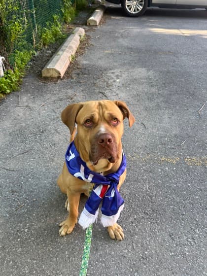 Samu - Mixed Breed, Large (over 44 lbs fully grown),Mix available for adoption