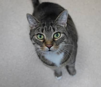 Madrid - Domestic Shorthair,Mix available for adoption