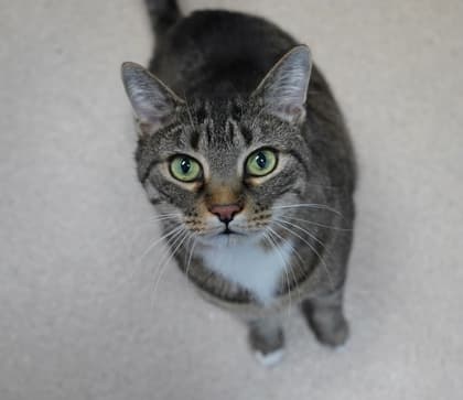 Madrid - Domestic Shorthair,Mix cat available for adoption at Toronto Humane Society in Toronto