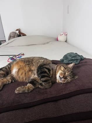Mumsie - Domestic Shorthair,Mix cat available for adoption at Toronto Humane Society in Toronto