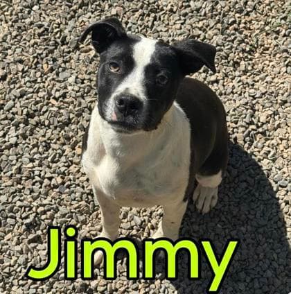 Jimmy - Mixed Breed, Medium (up to 44 lbs fully grown),Mix available for adoption in Calgary