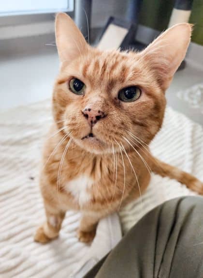 Waffles - Domestic Shorthair/Mix available for adoption