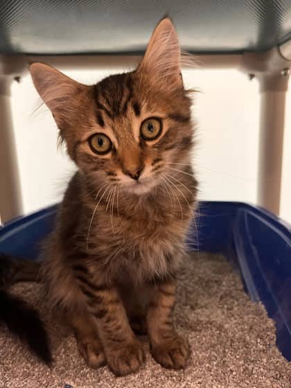 Mousetrap - Domestic Shorthair/Mix cat available for adoption at Peterborough Humane Society in Peterborough