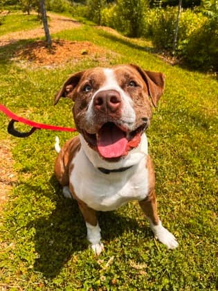 Cardamom - Mixed Breed, Large (over 44 lbs fully grown)/Mix available for adoption