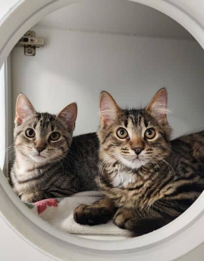 Brad Majors - Domestic Shorthair/Mix cat available for adoption at Peterborough Humane Society in Peterborough