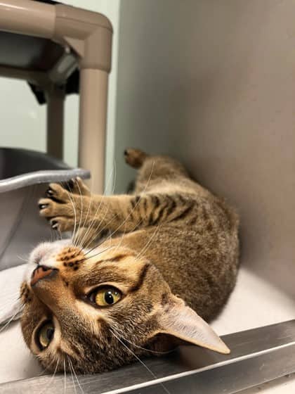 Tango - Domestic Shorthair/Mix cat available for adoption at Peterborough Humane Society in Peterborough