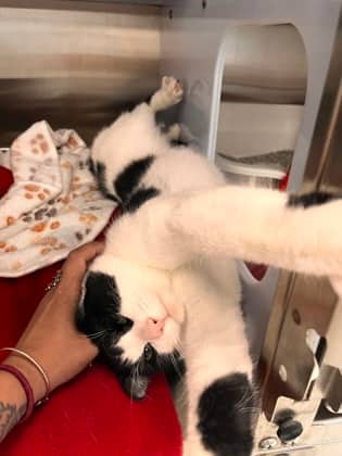 Poe - Domestic Shorthair/Mix available for adoption