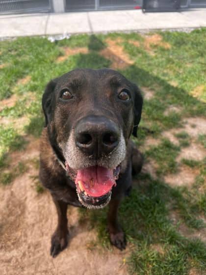 Gelato - Mixed Breed, Medium (up to 44 lbs fully grown)/Mix available for adoption in Ontario