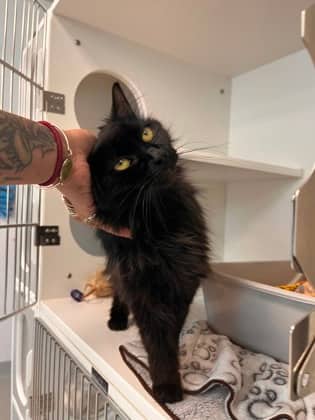 Cricket - Domestic Longhair/Mix available for adoption