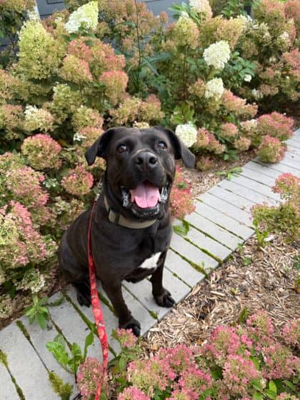 Ginny - Mixed Breed available for adoption in Ontario