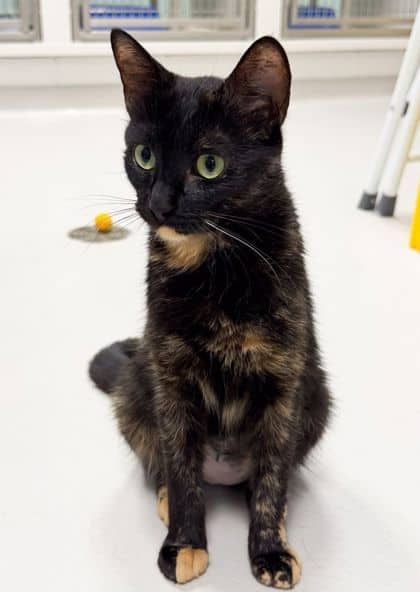 Sweetheart - Domestic Shorthair/Mix available for adoption