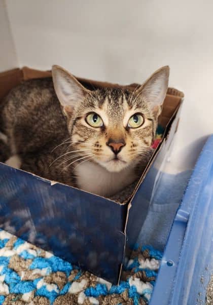 Shyla - Domestic Shorthair/Mix cat available for adoption at Peterborough Humane Society in Peterborough