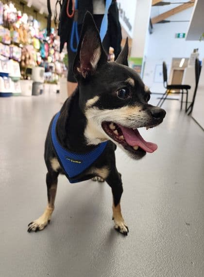 Elvis - Chihuahua, Short Coat/Mix available for adoption