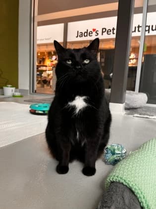 Katana - Domestic Shorthair/Mix available for adoption
