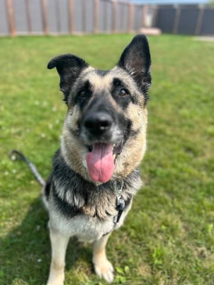 Tennessee - German Shepherd/Mix available for adoption