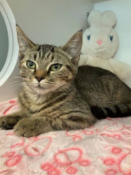 Indigo - Domestic Shorthair/Mix available for adoption