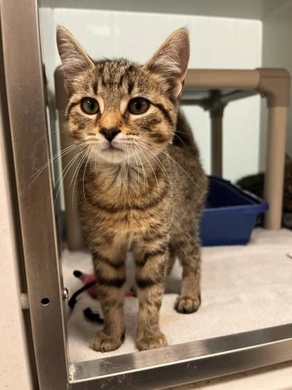 Scattergories - Domestic Shorthair/Mix available for adoption
