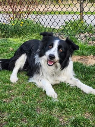 Sophie - Border Collie/Mix available for adoption at Peterborough Humane Society in Peterborough