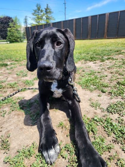 Pokey - Mixed Breed, Large (over 44 lbs fully grown)/Mix available for adoption