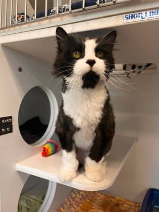Cucumber - Domestic Longhair/Mix available for adoption