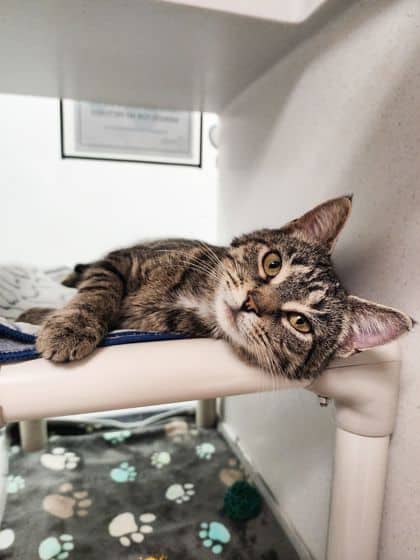 Storm - Domestic Shorthair/Mix cat available for adoption at Peterborough Humane Society in Peterborough