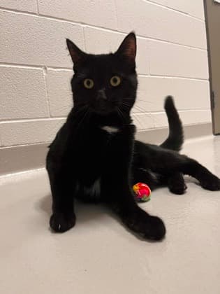 Colt - Domestic Shorthair/Mix cat available for adoption at Peterborough Humane Society in Peterborough