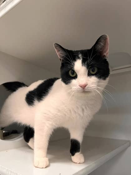 Creampuff - Domestic Shorthair/Mix cat available for adoption at Peterborough Humane Society in Peterborough