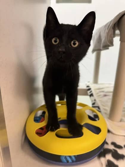 Mason - Domestic Shorthair/Mix available for adoption