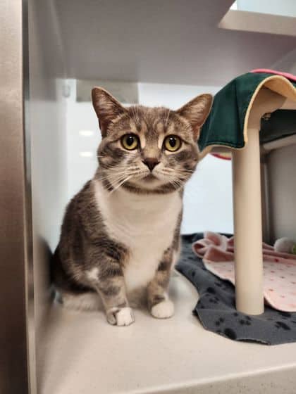 Juliette - Domestic Shorthair/Mix cat available for adoption at Peterborough Humane Society in Peterborough