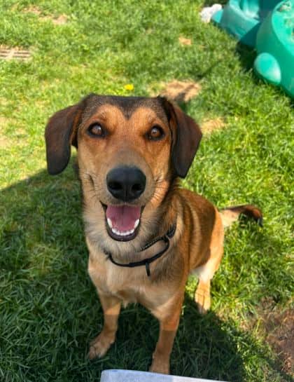 Lily - German Shepherd/Mix available for adoption in Calgary