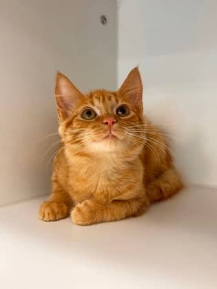 FedEx - Domestic Shorthair/Mix cat available for adoption at Peterborough Humane Society in Peterborough