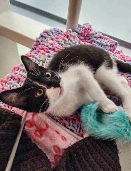 Lima - Domestic Shorthair/Mix available for adoption