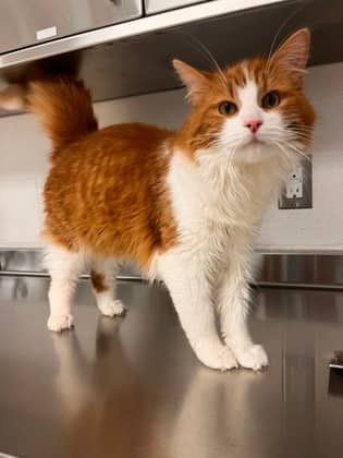 Julius - Domestic Longhair/Mix cat available for adoption at Peterborough Humane Society in Peterborough