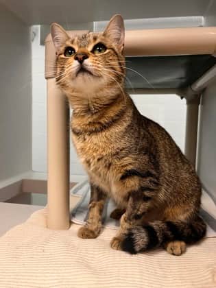 Moonbeam - Domestic Shorthair/Mix available for adoption