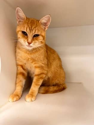 Salmon - Domestic Shorthair/Mix cat available for adoption at Peterborough Humane Society in Peterborough