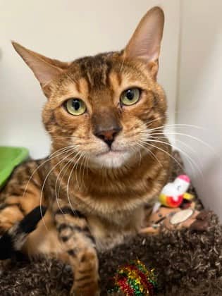 Tigger - Bengal/Mix cat available for adoption at Peterborough Humane Society in Peterborough